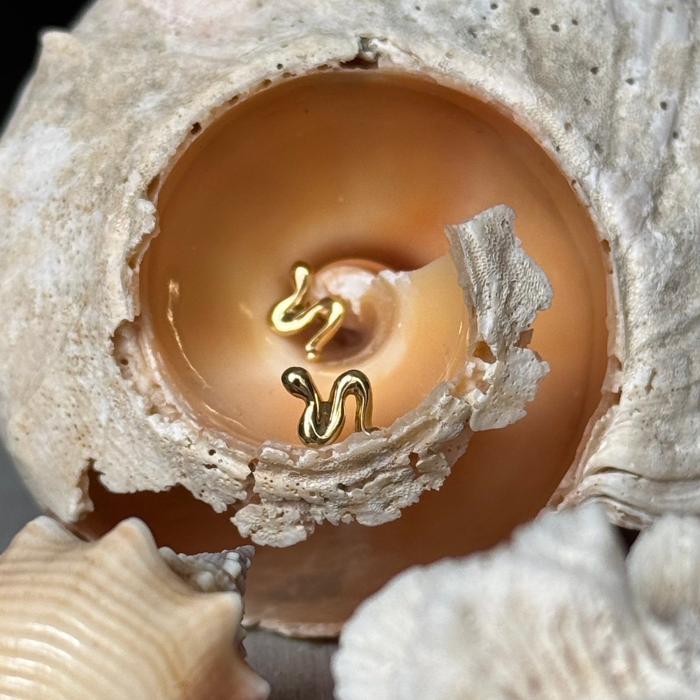 Close up of Delphine Leymarie Boheme Petit Snake studs inside the spiral of a white seashell