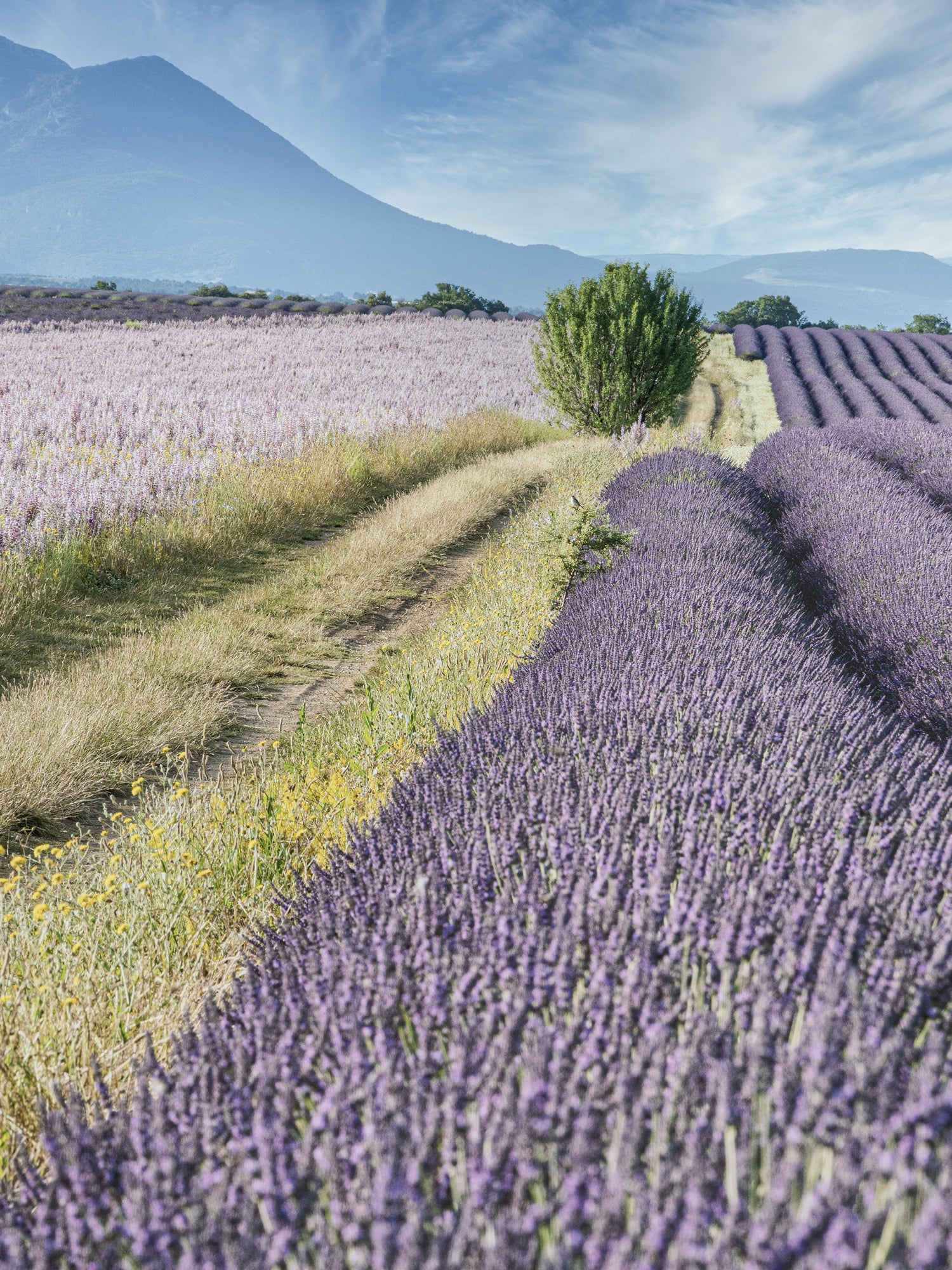 BOHEME PROVENCE BEAD OPEN STRAND | In-Stock