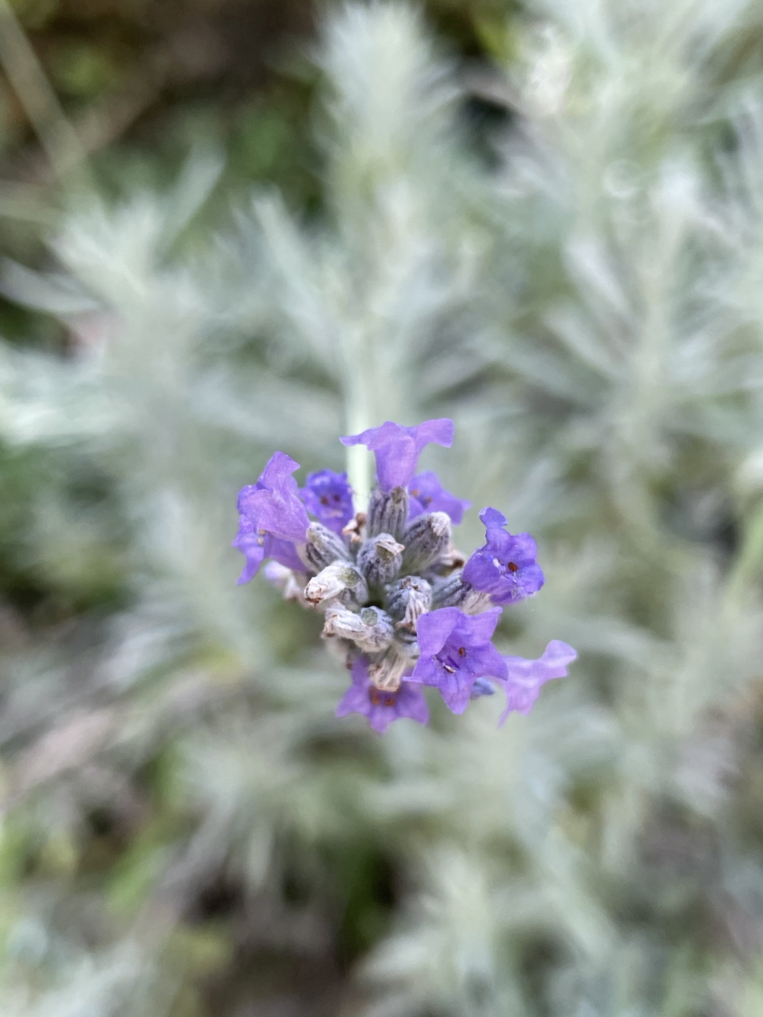 BOHEME PROVENCE BEAD OPEN STRAND | In-Stock