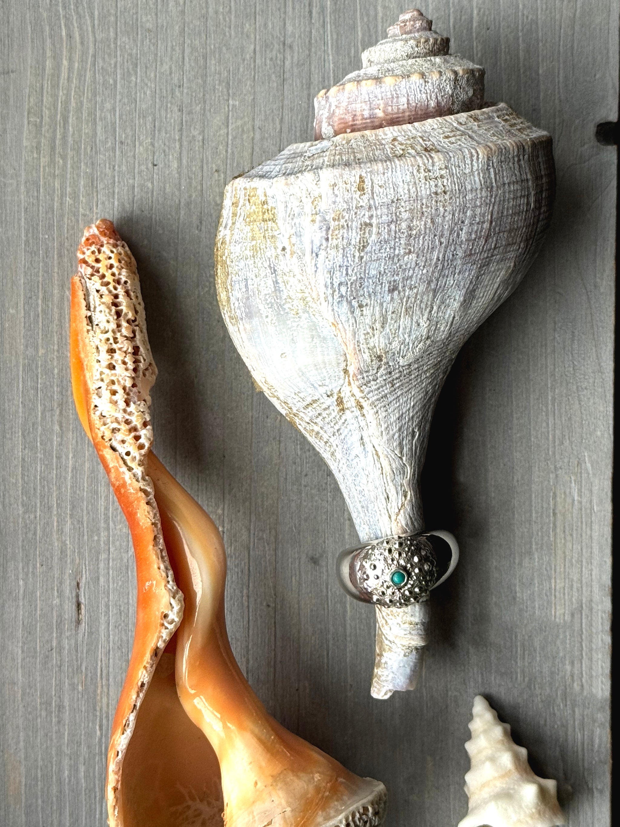 Top view of turquoise Sea Urchin Ring on Natural white shell over driftwood